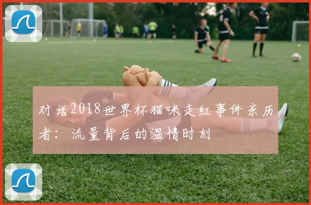对话2018世界杯猫咪走红事件亲历者：流量背后的温情时刻